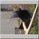 Turdus merula - Amsel m03.jpg